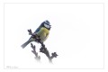 Mésange bleue